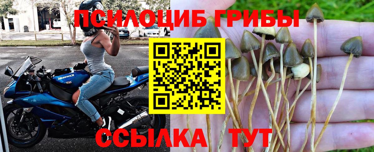 Чернушка  Галлюциногенные грибы прущие грибы  Вход с VPN 