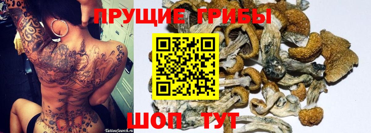 Псилоцибиновые грибы Cubensis Чернушка